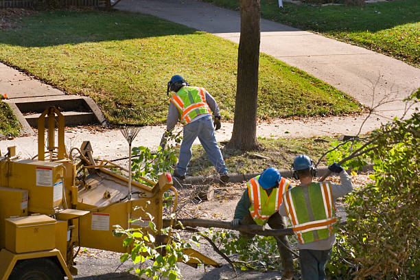  Shasta Lake, CA Tree Removal and Landscaping Services Pros